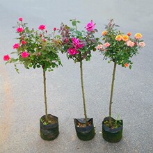 �޽Ә䘶�¼�ͥԺ�ߗU���Θ����pɫ�ٱ��¼�����ͥԺ��������