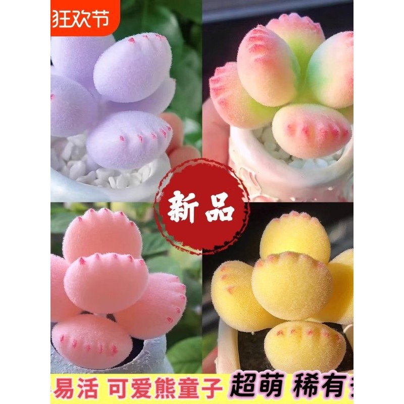 Colorful [Brocade] Cute Bear Claw Bear Cub Succulent Plant Colorful Bear Paw New Trendy Succulent for Balcony Indoor Cute
