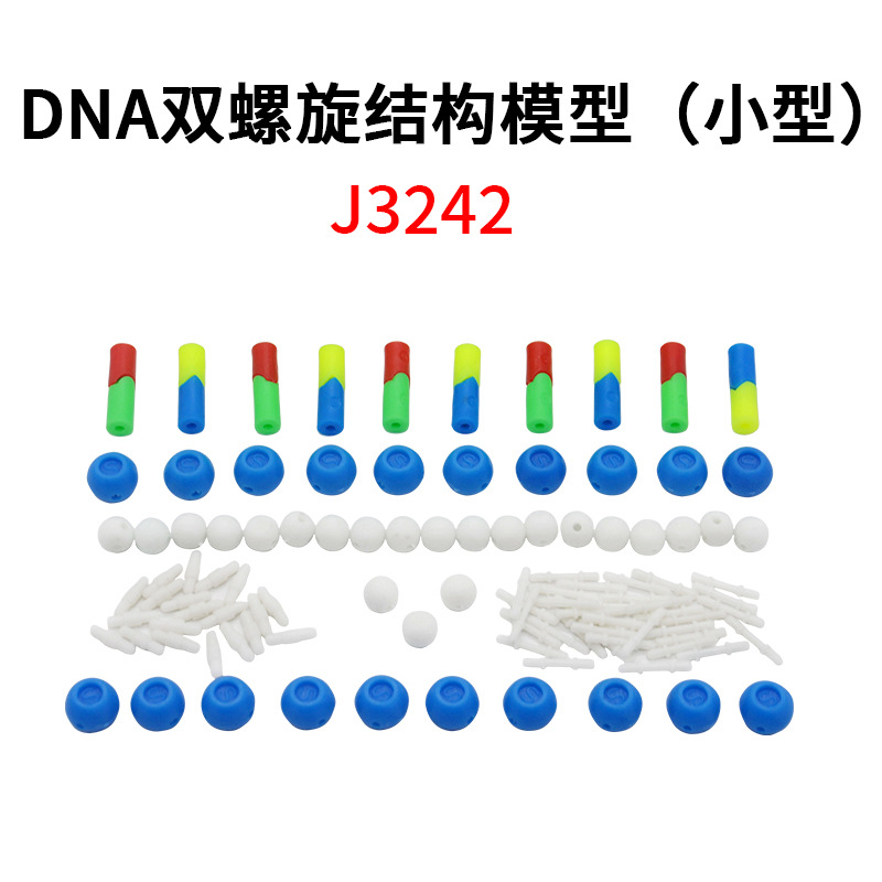 DNA双螺旋结构模型组件拼接dna结构模型遗传基因模型小号生物实验