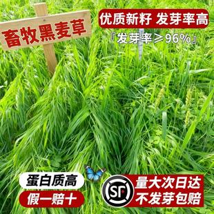 �����ݷN���ӷN�ļ����������ݷN���u���~�ݷN�Ӿ����������ݲ���