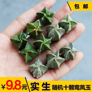 ʮ�w�����[�P��С�� �Ľ��_����������ǰ�ɳ����ֲ������������