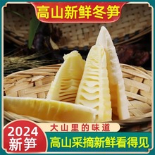 高山火锅笋块嫩竹笋新鲜免切食材冬笋子清水笋春笋商用家用野生