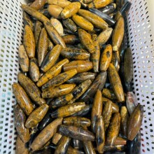 �S�����l����������Ůë��朵�������ʯ��Ҭ����Ȼʯ������