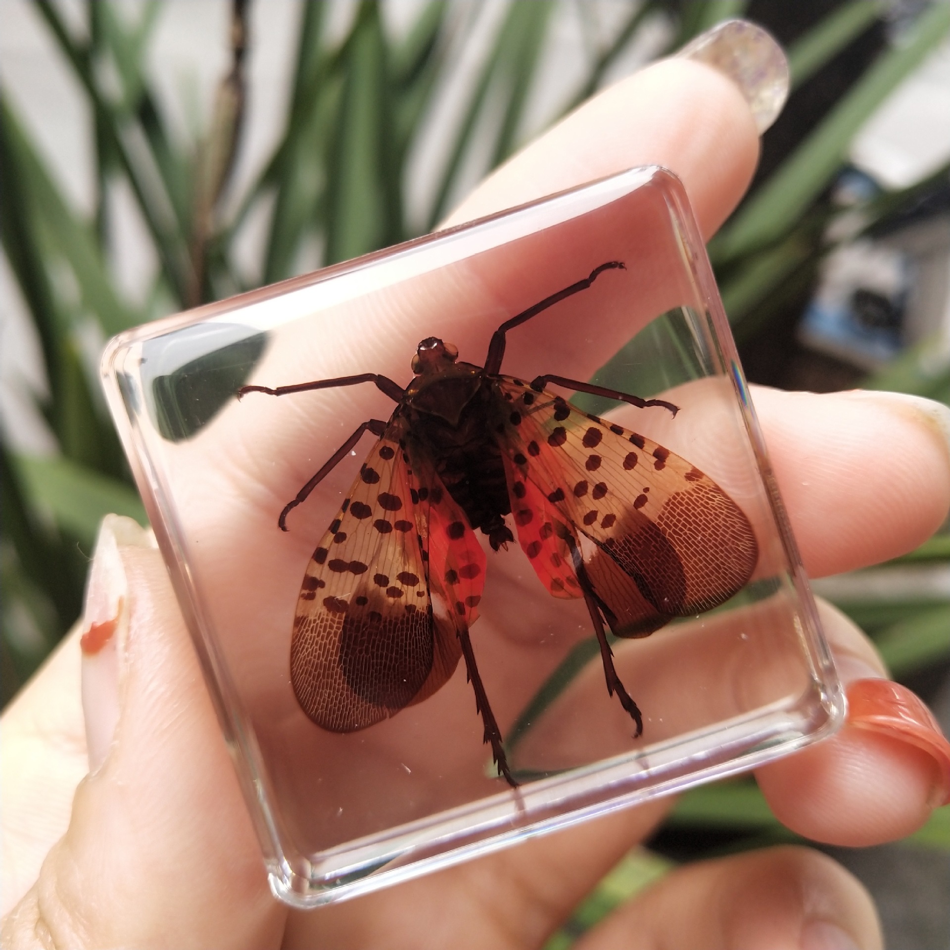 유백색 지네 70%