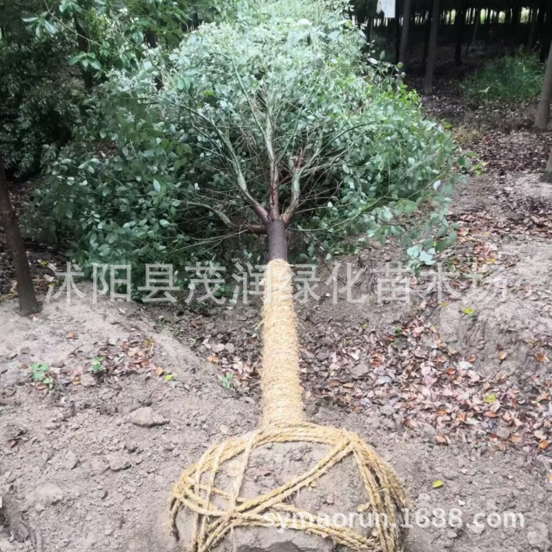 基地供应园林绿化行道树风景树香樟工程苗香樟树米径10-30厘米