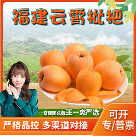 【严选】福建云霄枇杷 新鲜枇杷现摘现发 味美多汁 枇杷代发 非米