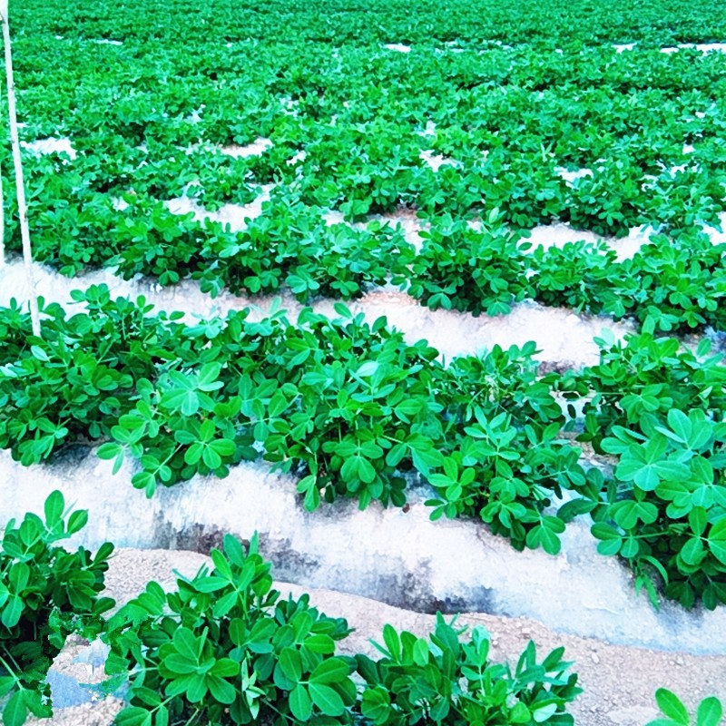 O1CN01Vf5LHP2JzO6Yi6bPj_!!3398