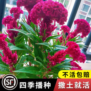 Outdoor Flower Seeds, Large-Flowered Cockscomb, Cold-Resistant and Shade-Tolerant Flower Seeds, Garden Flower Seeds, Blooming in All Seasons, Easy-To-Live Flower Seedlings