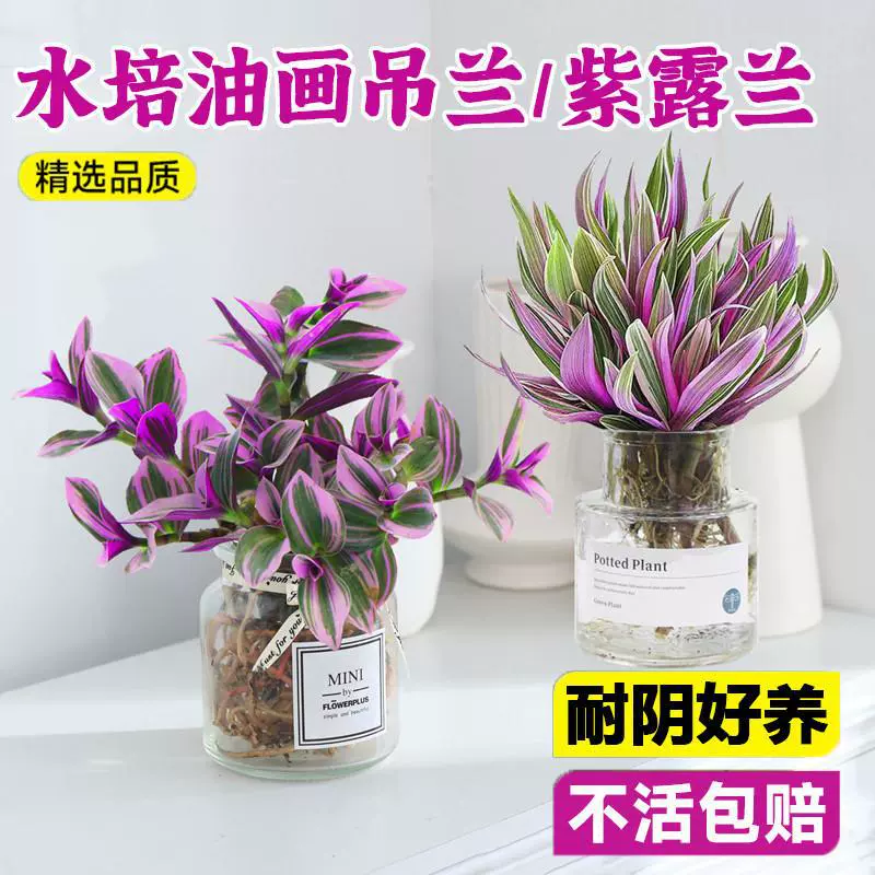 Гидропонные растения, фиолетовая орхидея в горшке, картина маслом, свадебная подвесная орхидея, комнатные зеленые растения, цветы, офис, теневыносливая розовая пальма, выращенная в воде