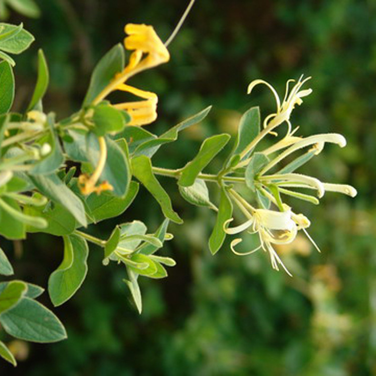 �ȼ����㾫�������㾫���������㾫�������㾫���ջ�����ҩζ�㾫