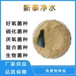 曝气池好氧菌 降氨氮快速净水 污水处理菌种 硝化菌种