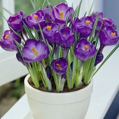 Saffron Seed ball Potted plant Indoor and outdoor saffron seed flowers and plants courtyard Bloom Continue Bulbous Seed ball Botany