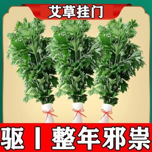 Fresh Mugwort Leaves during the Dragon Boat Festival. the Whole Tree of Fresh Mugwort Leaves. Mugwort Leaves Are Hung on the Door during the Dragon Boat Festival. Mugwort Leaves Are Mosquito Repellent