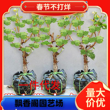 һlјش޷oꖹõ{ʯٱN