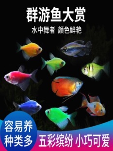 �Ꭷ�~һü������ʹ�~��Ƥ�~�^�p�~���w��ˮ�~�ݸ�Ⱥ�δ�̖���]