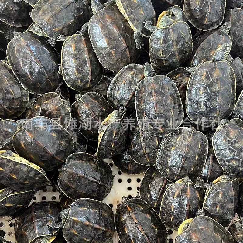 Жемчужный черепаховый китайский цветок черепаха, Тайвань шестистрокая черепаха, выпуск декоративной черепахи, сеянец, мясоед