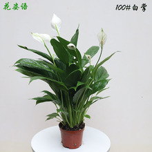 ֱһL^~100#_ƹ̠wGֲGֲ