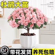 杜鹃花盆栽大苗带花苞阳台花卉植物室内花好养活绿植树苗