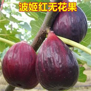 意大利376无花果树苗耐寒258无花果苗盆栽地栽北南方种植当年结果