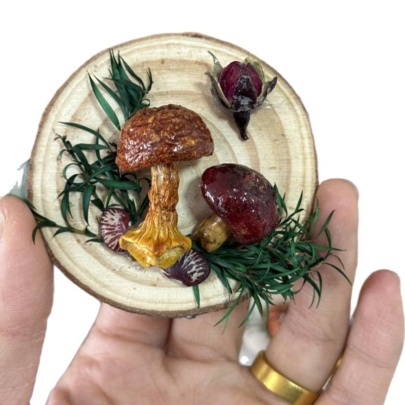 云南真蘑菇冰箱贴菌子真植物果实木头标本装饰手工创意工艺品|undefined