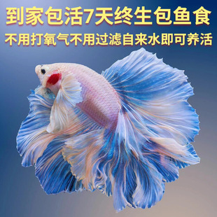 Thai Betta Fairy Model Pure White Half-Moon Super Beautiful Internet Celebrity Small Freshwater Tropical Cold Water Ornamental Fish Easy to Raise and Live
