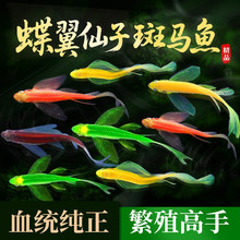 蝶翼斑马鱼热带淡水观赏鱼长尾小鱼苗斑马红绿灯孔雀小型活体宠物