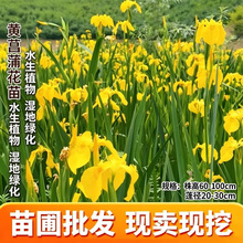 黄菖蒲黄花鸢尾水生花卉水草挺水植物鱼塘池塘绿化植物黄菖蒲苗