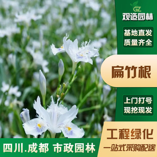 Flat Bamboo Root Seedlings Sichuan Landscaping Project Ground Cover Green Plants Landscaping Potted Phalaenopsis Iris Flower Plants