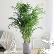 散尾葵盆栽 夏威夷竹子凤尾竹 室内花卉绿植袖珍椰子室内大型盆栽