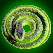 ܛ�z���������~�����R�߰��߂�С���߃�ͯ�^�Ҽ���߼��߄���ģ��