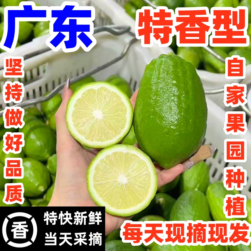 Perfume Lemon from Guangdong Jiangmen, Freshly Picked Lime, Seedless, Large Fruit, First-Grade Fruit, Fragrant, Thin-Skinned, Suitable for Milk Tea Shops