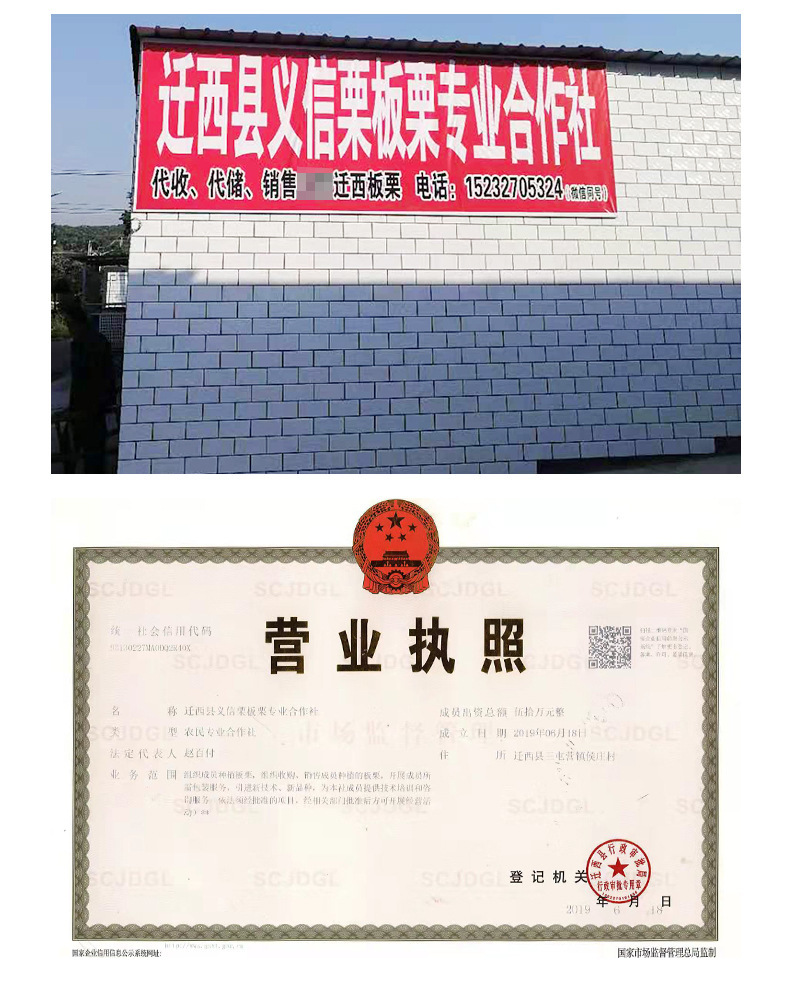 正宗迁西板栗,老树栗子河北迁西生鲜油栗批发,糖炒栗子香甜软糯板栗