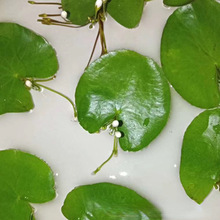 金银莲花 一叶莲 多年生水生草本植物 苗圃批发 量大价优