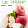 product Straight hair fresh Apple pregnant woman fruit fruit wholesale Yantai Red Fuji