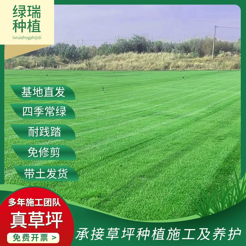 Джуронг Газон Оптом озеленение инженерный склон дерн футбольное поле парк Манила реальный газон
