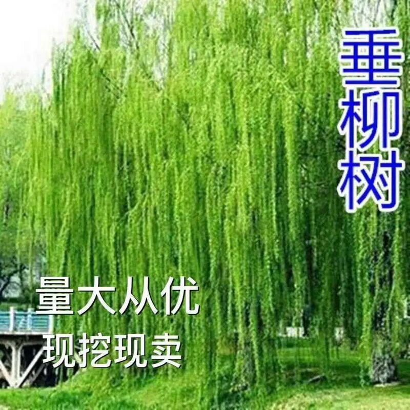 Golden Silk Green and Yellow Willow Trees, Large and Small Seedlings, Garden Scenery, Courtyard Landscape, Road Willow Seedlings, Fresh Ground-Planted Yellow Willow Trees