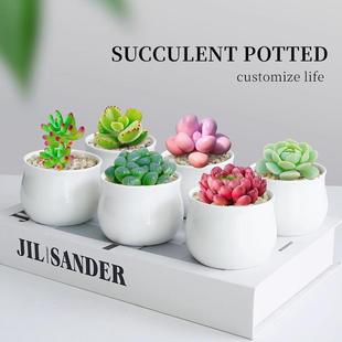 Succulent Plant Combination Indoor Small Potted Plants Are Easy to Grow Succulent Desktop Green Plants and Florals with Pots for Novices