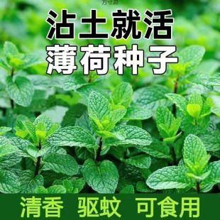 Edible Mint Seeds Lemon Mint Seeds Mosquito Repellent Flower Plant Seeds Four Seasons Balcony Mint Pot Edible Plant