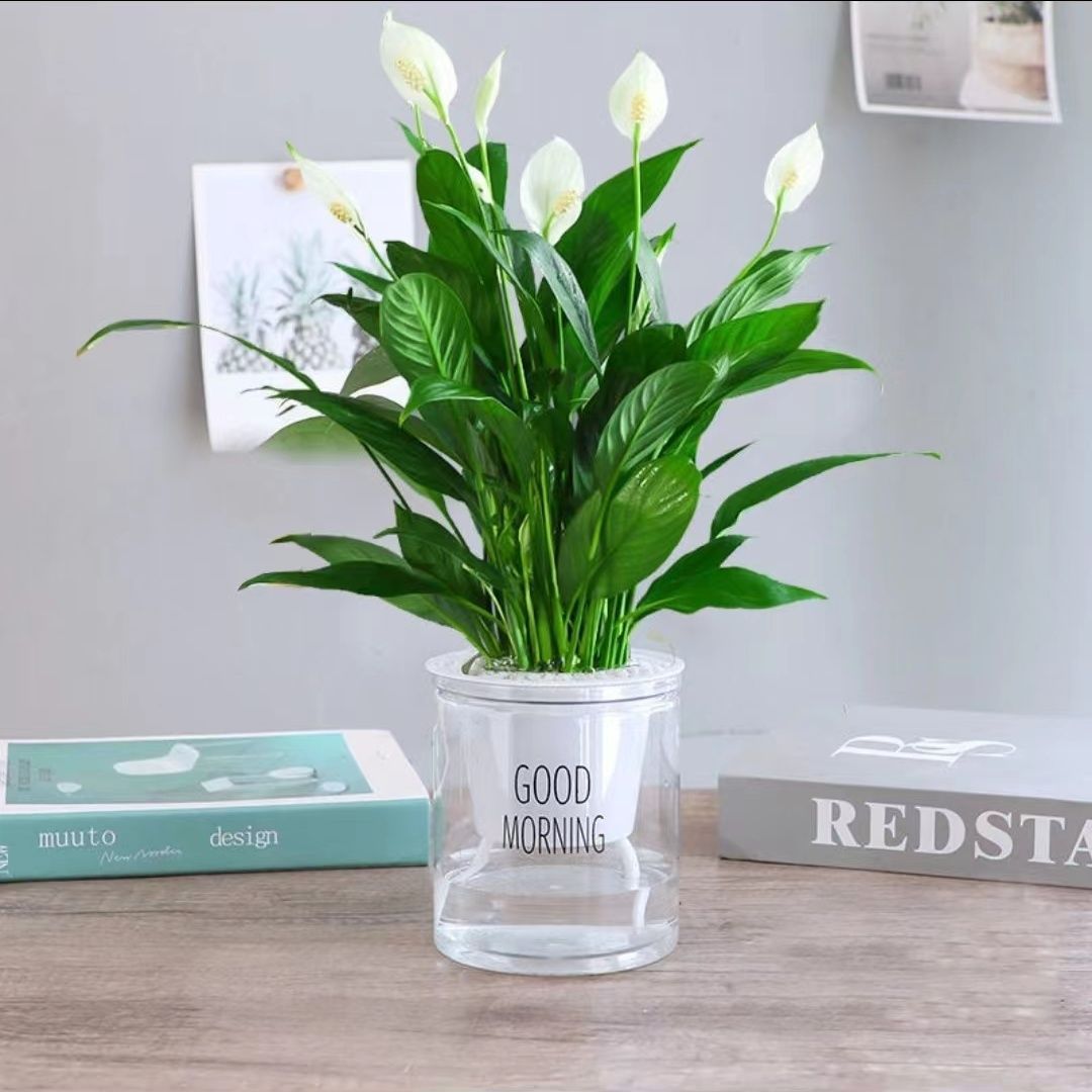 흰색 손바닥 + 한국식 흡수대