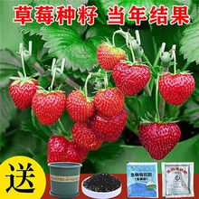 草莓種籽子水果苗四季結果室內外蔬菜水果盆栽植物四季草莓種子