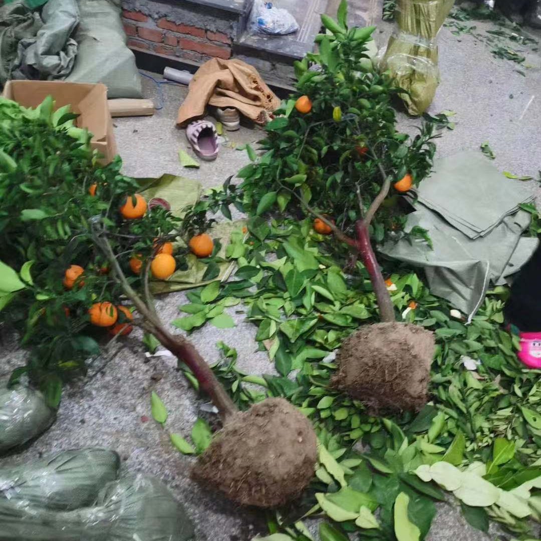 象山红美人 爱媛28号38号果冻橙柑橘 橘子树嫁接南方种植当年结果