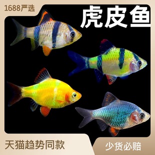 2.5-3cm��̖��Ƥ�~�ɹ��{�G�G�����w�Ꭷ�^�p�~Ⱥ�����l����