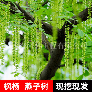 枫杨树苗庭院工程绿化苗木枫杨花树苗小燕子柳痳柳元宝树枫杨树苗-阿里巴巴