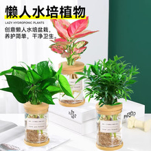 水培植物盆栽绿萝栀子花办公室内花卉小绿植四季好养多肉水养盆栽