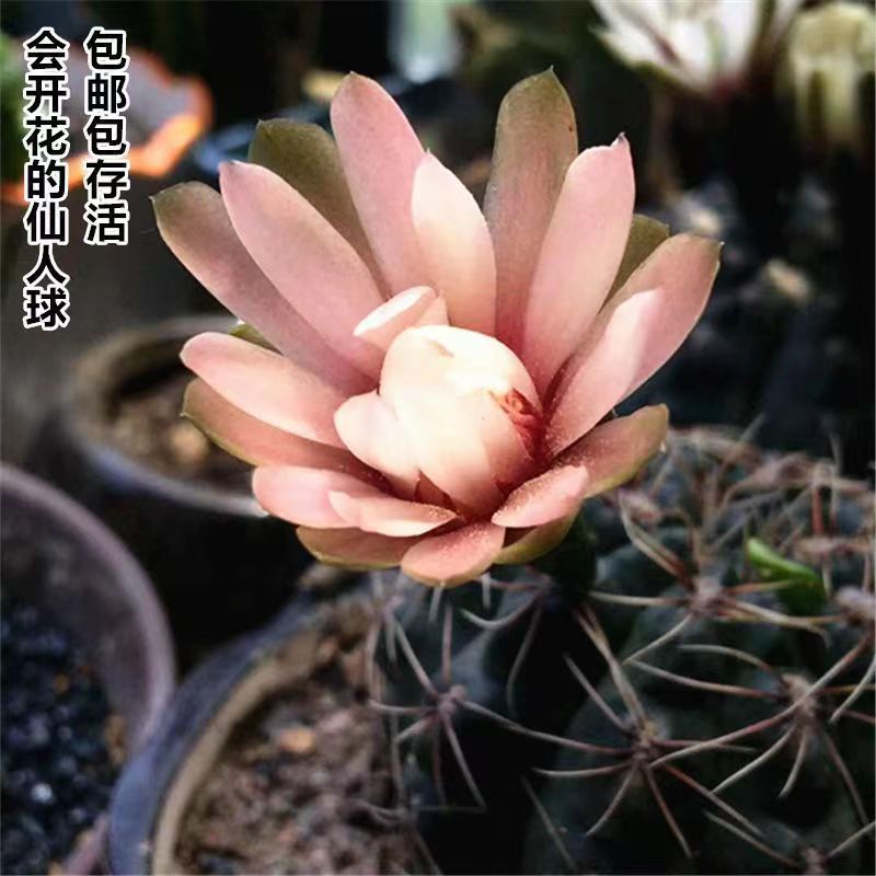 Flor de jade cactus florece en todas las estaciones, embellece el aire, el balcón, la sala de estar, la oficina, las plantas verdes, las flores en macetas
