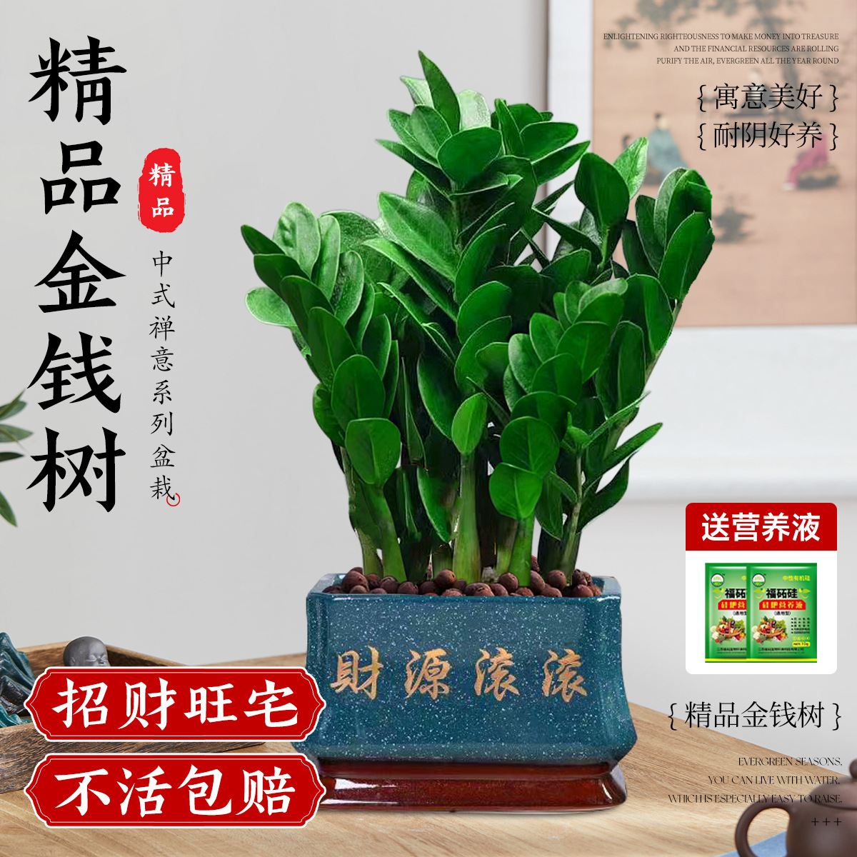 [Gambar utama yang subur] A-level pot besar dan menengah pohon uang 35-40cm8-12 strain (sumber uang persegi bergulir)