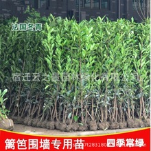 ���������綬���䱱�����S����ɺ����ͥԺ�h�ʠ���������G��