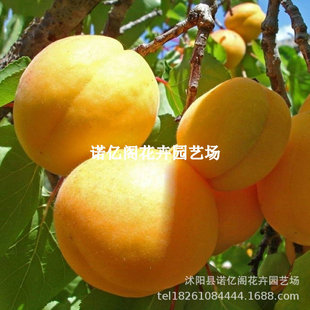 �޽���Ʒ�N������޽���Ʒ�N����޽��Ә����ش��������µ�������
