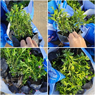 雪茄花 满天星 观花绿植常年花期不断 带花苞 广东厂家直销