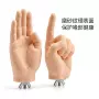 手指仿真训练脱敏鹦鹉